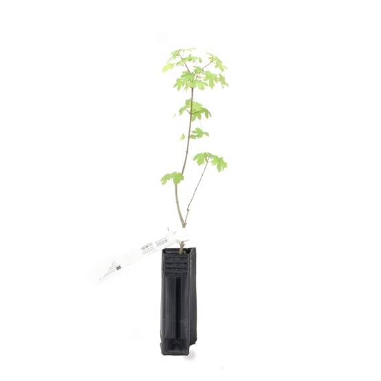 Érable champêtre (Acer campestre) - Godet - Taille 20/40cm - Pépinières Naudet - Image 3