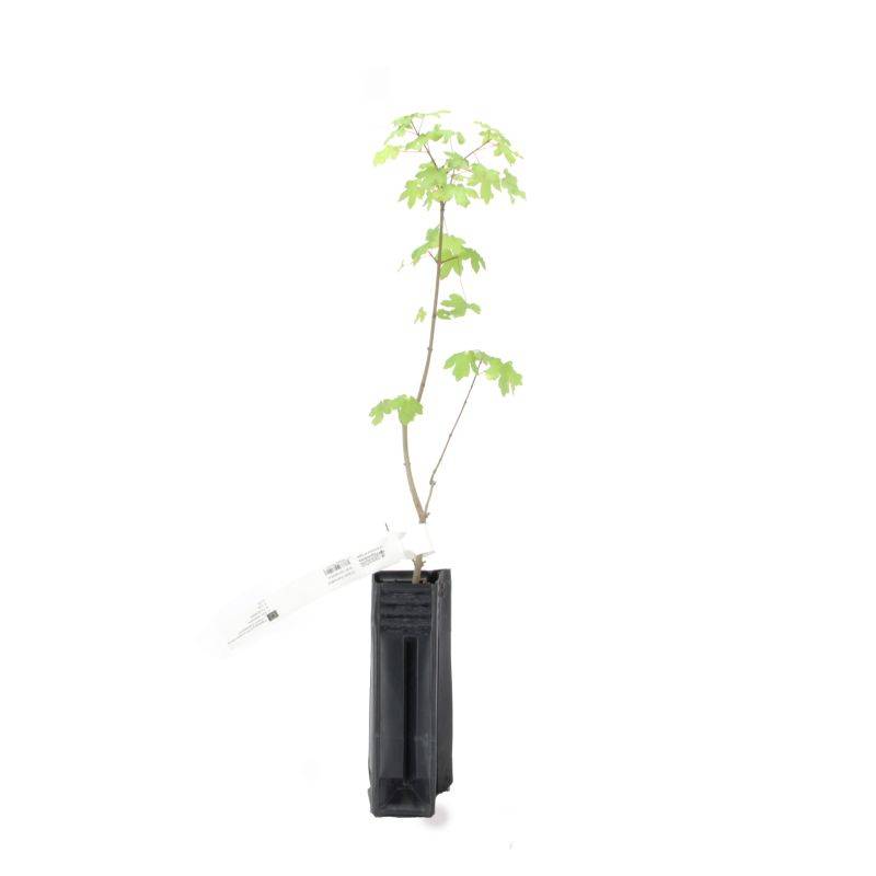 Érable champêtre (Acer campestre) - Godet - Taille 20/40cm - Pépinières Naudet - Imagen 3