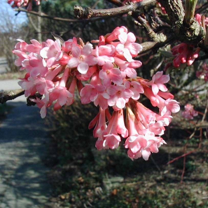 Promesse de Fleurs - Viorne d'hiver - Viburnum farreri (fragrans) Pot de 2L/3L - Image 1