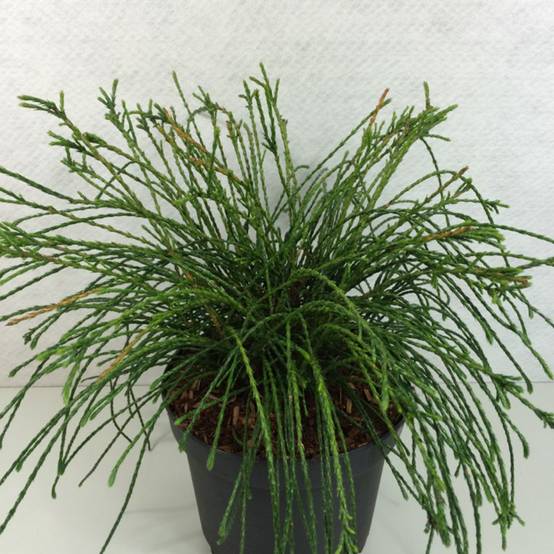 Promesse de Fleurs - Thuya géant - Thuja plicata Whipcord Pot de 7,5L/10L - Image 1