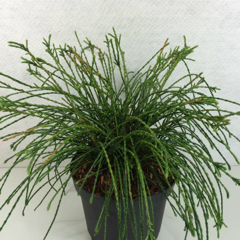 Promesse de Fleurs - Thuya géant - Thuja plicata Whipcord Pot de 7,5L/10L - Image 1