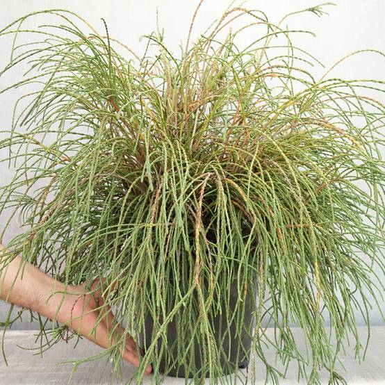 Promesse de Fleurs - Thuya géant - Thuja plicata Whipcord Pot de 7,5L/10L - Image 2