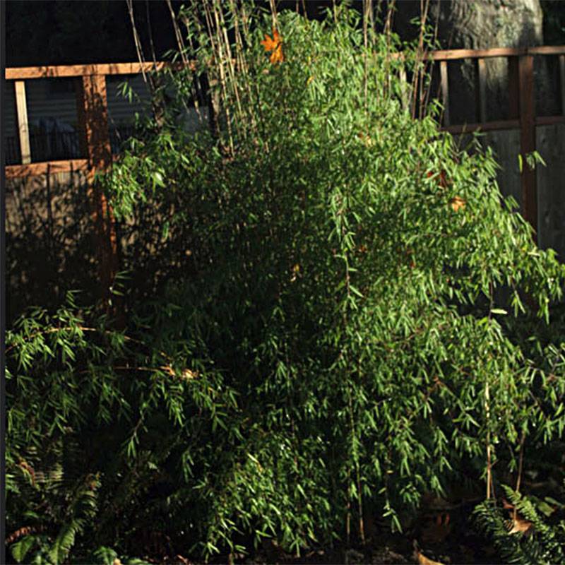 Fargesia nitida Jiu - Bambou non traçant Pot de 2L/3L