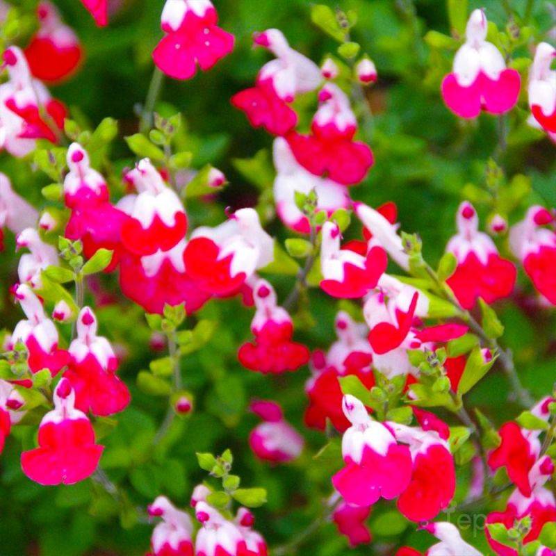 3 Sauges Bicolore 'Little Kiss' (Salvia Microphilla 'Little Kiss') - Lot de 3 vivaces - Pépinières Naudet - Imagen 1
