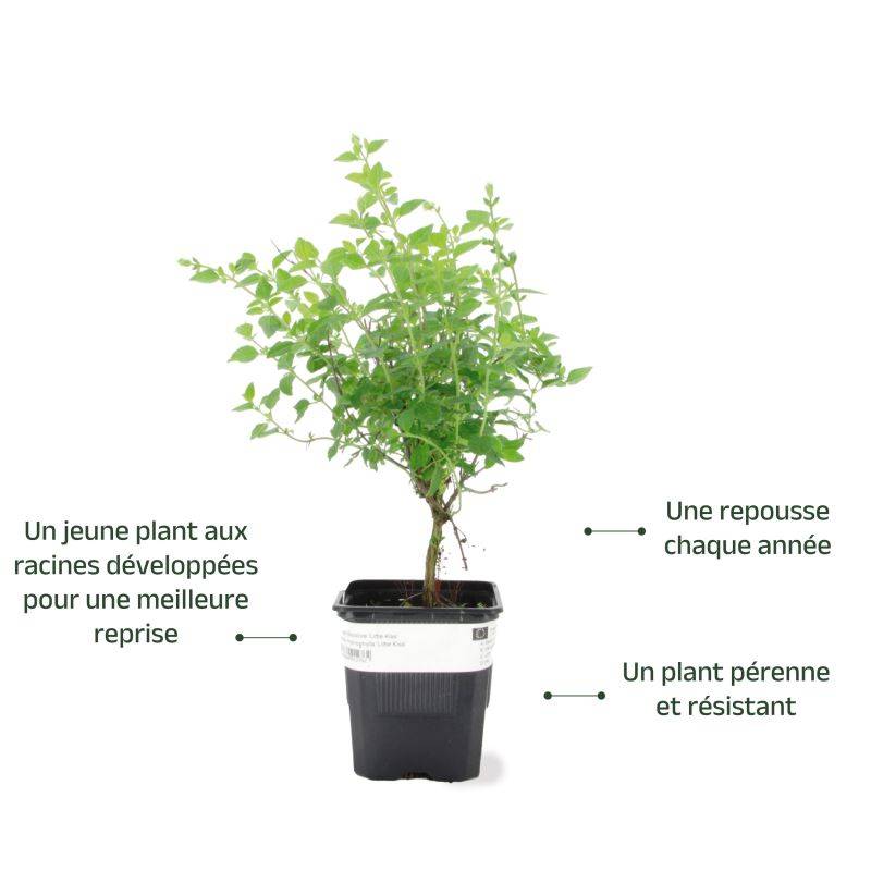 3 Sauges Bicolore 'Little Kiss' (Salvia Microphilla 'Little Kiss') - Lot de 3 vivaces - Pépinières Naudet - Imagen 3