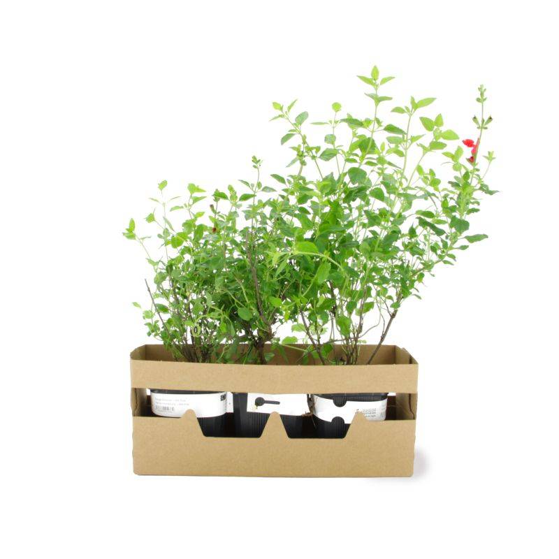 3 Sauges Bicolore 'Little Kiss' (Salvia Microphilla 'Little Kiss') - Lot de 3 vivaces - Pépinières Naudet - Imagen 4