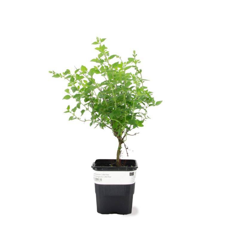 3 Sauges Bicolore 'Little Kiss' (Salvia Microphilla 'Little Kiss') - Lot de 3 vivaces - Pépinières Naudet - Imagen 2