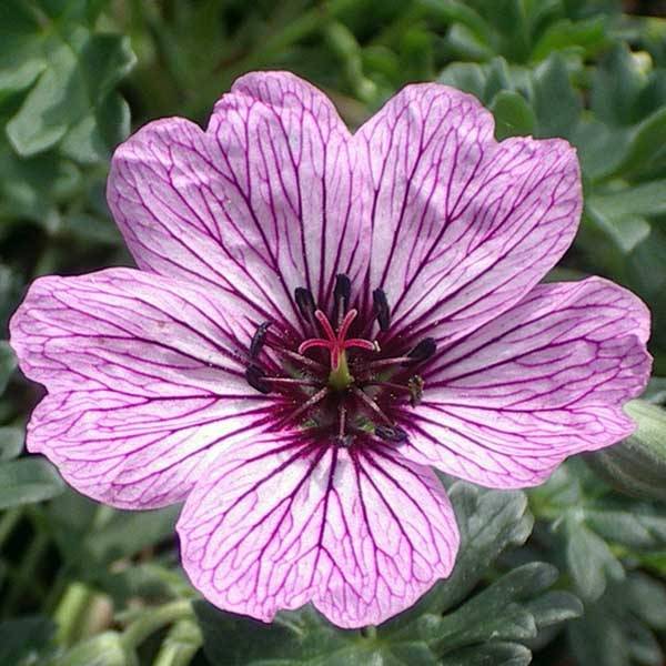 Géranium vivace cinereum Laurence Flatman Godet de 8/9 cm