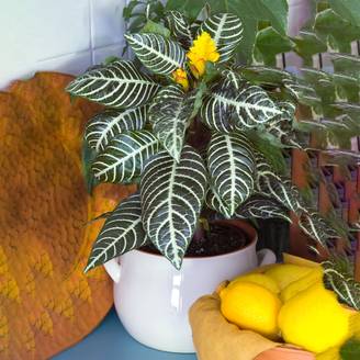 Gardenersdream - Aphelandra Qualité Premium | Plante Zèbre Colorée À Feuilles Persistantes 25-35 Cm En Pot - GardenersDream