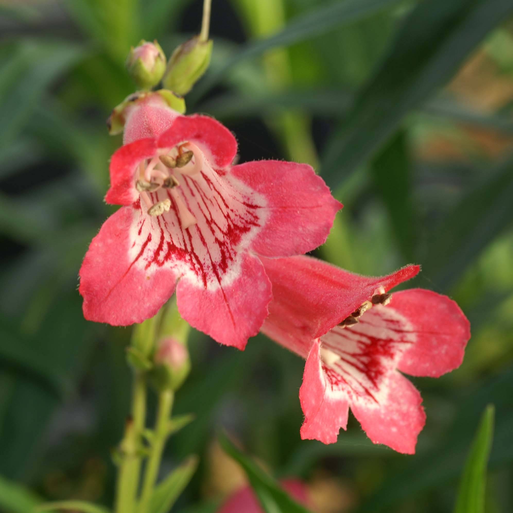Penstemon Souvenir d'Adrien Régnier - Galane Godet de 8/9 cm