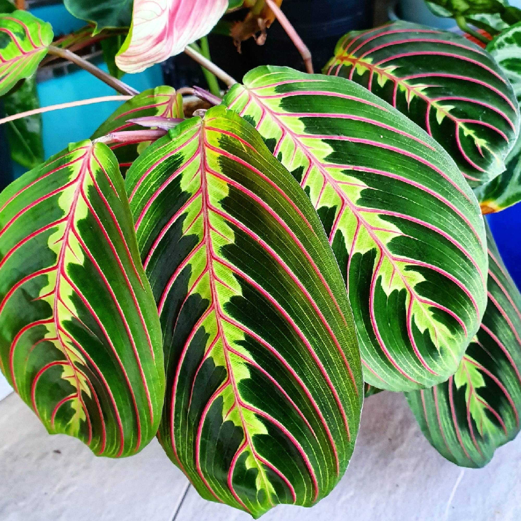 Gardenersdream - Maranta Fascinator Tricolore | 20-30 Cm Plante Prière En Pot  - GardenersDream - Imagen 5