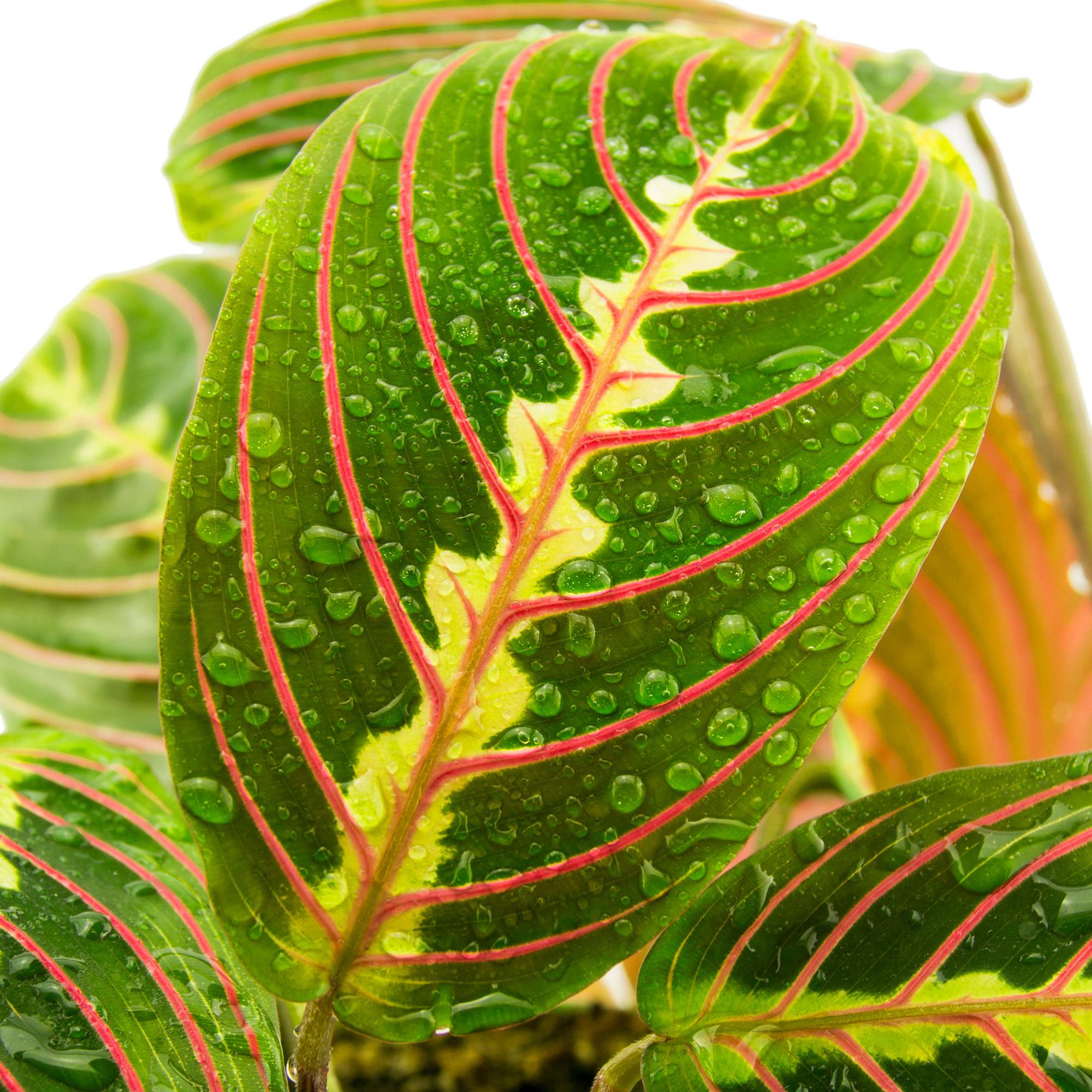 Gardenersdream - Maranta Fascinator Tricolore | 20-30 Cm Plante Prière En Pot  - GardenersDream - Imagen 1