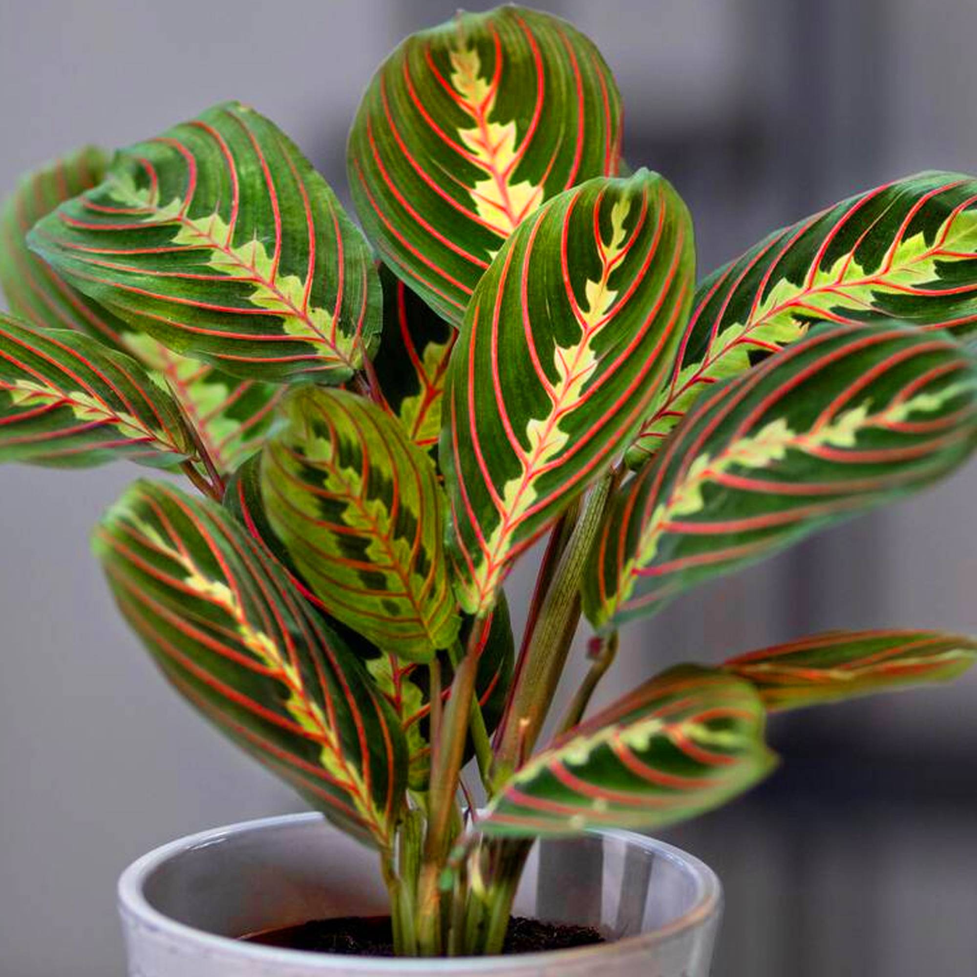 Gardenersdream - Maranta Fascinator Tricolore | 20-30 Cm Plante Prière En Pot  - GardenersDream - Imagen 3