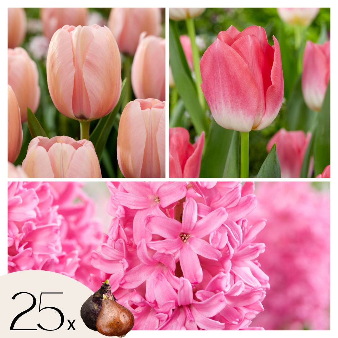 Plant In A Box - Mélange de bulbes pour le jardin - Set de 25 - Tulipa, Hyacinthus - Image 1