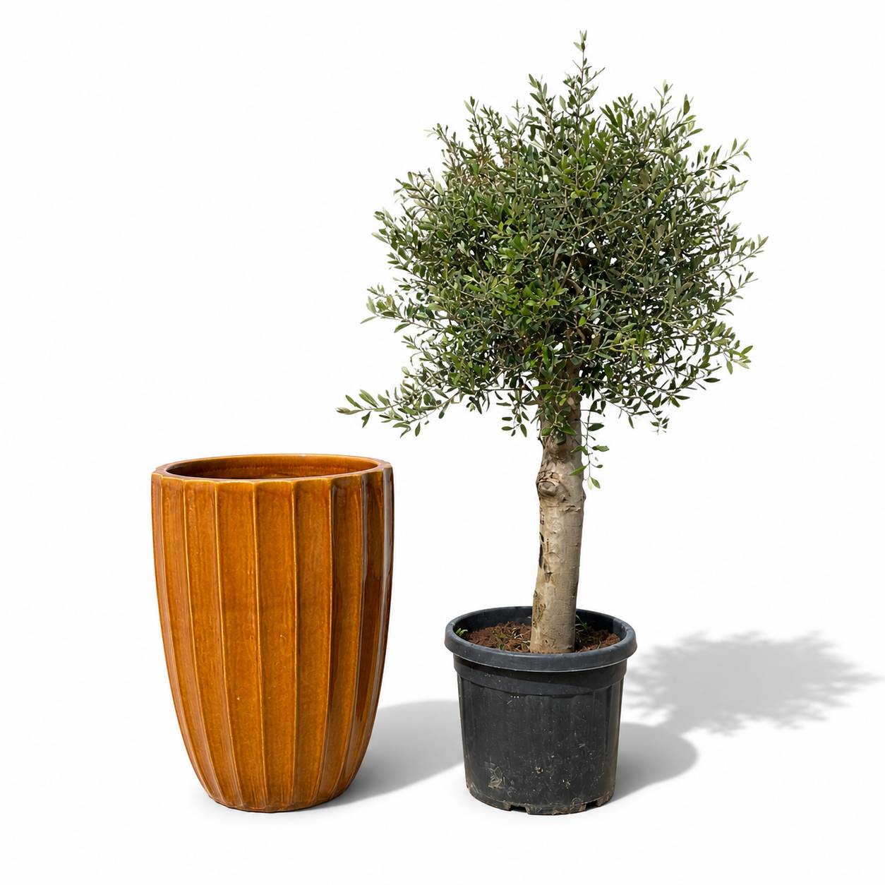 Lot olivier + pot HUGO 55x71cm miel - Image 1