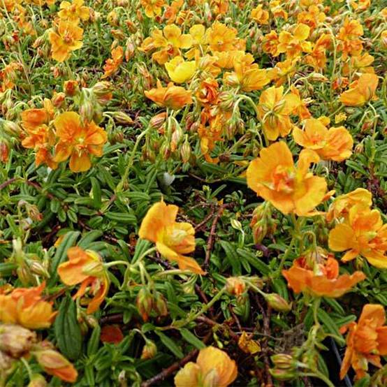Helianthemum Orange Double - Hélianthème Godet de 8/9 cm