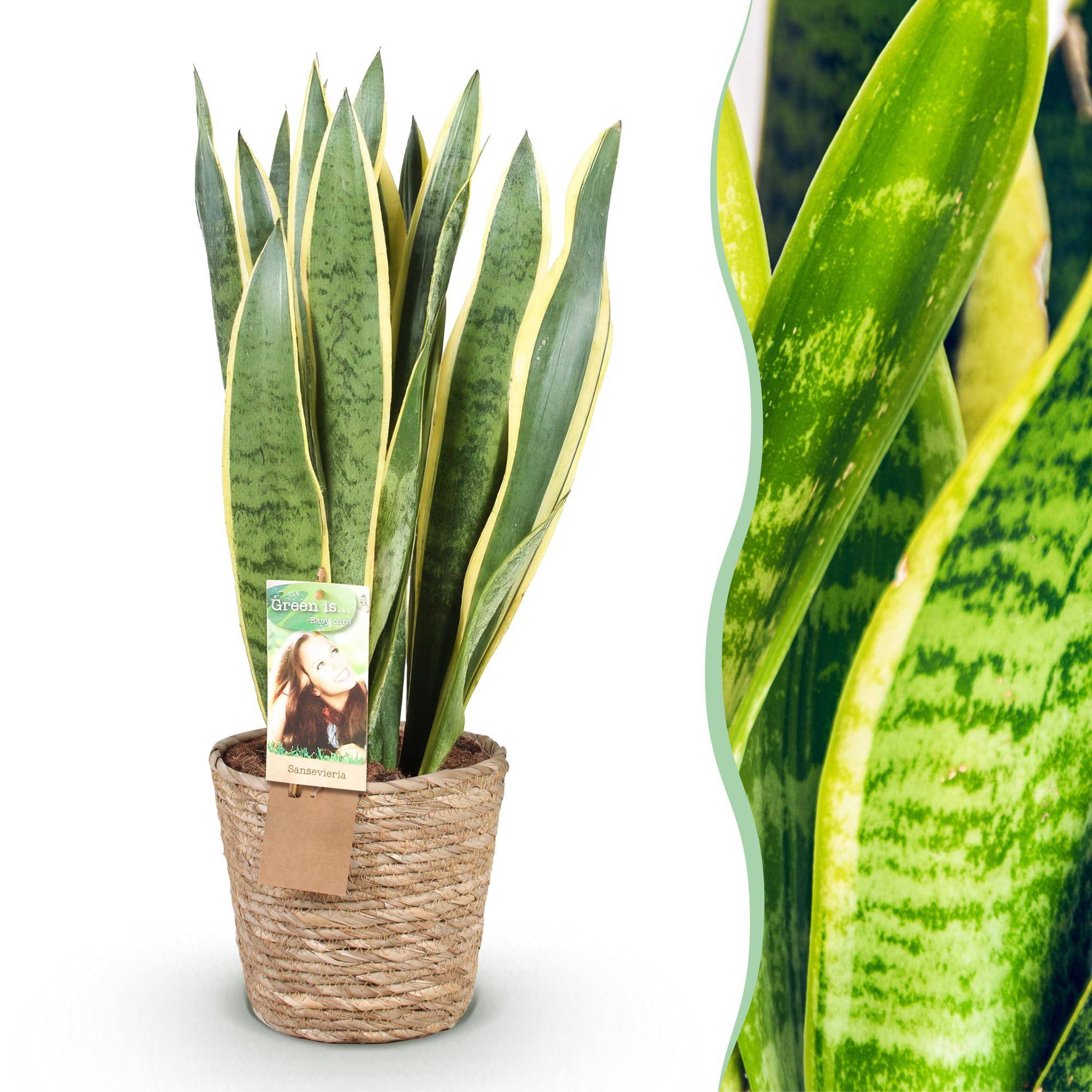 Sansevieria Laurentii - Pot de 21cm - Panier - Plantes d'intérieur - Image 1