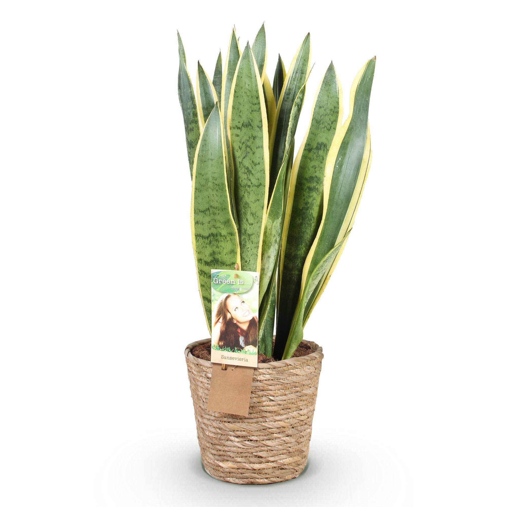 Sansevieria Laurentii - Pot de 21cm - Panier - Plantes d'intérieur - Image 2