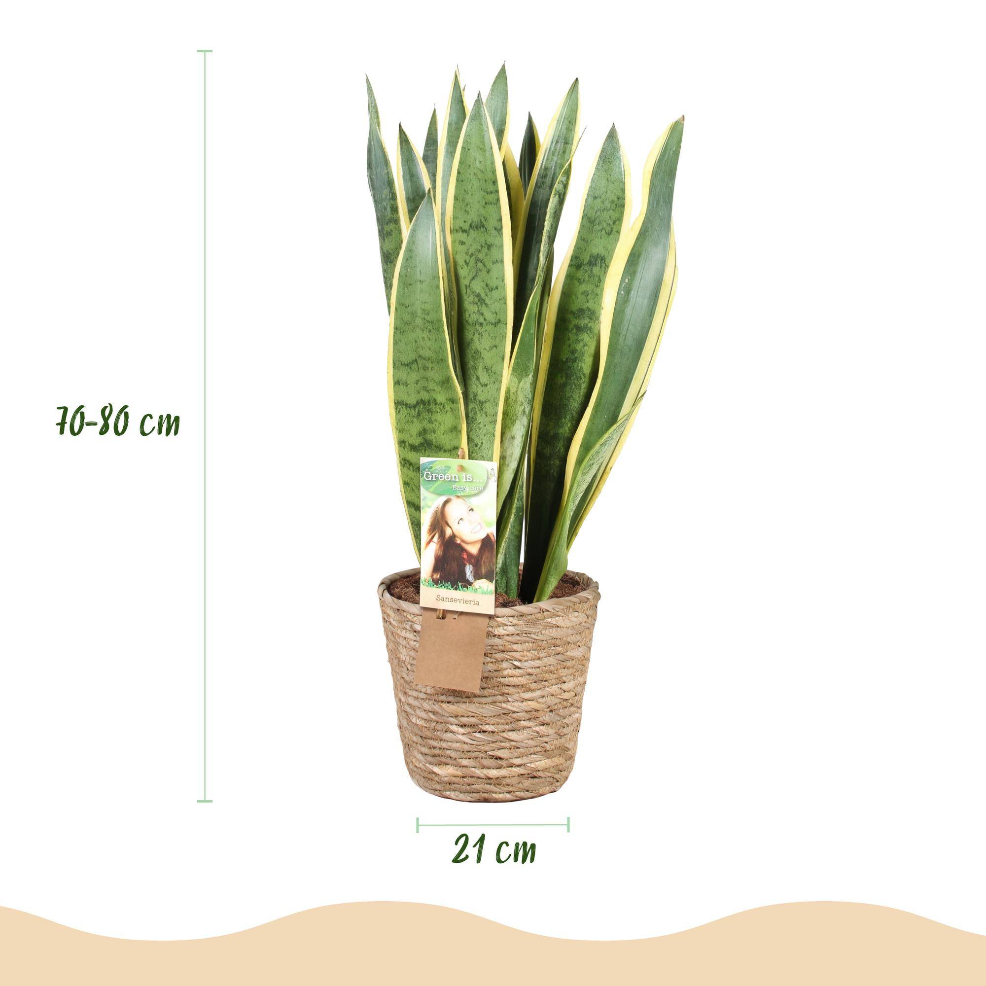 Sansevieria Laurentii - Pot de 21cm - Panier - Plantes d'intérieur - Image 3