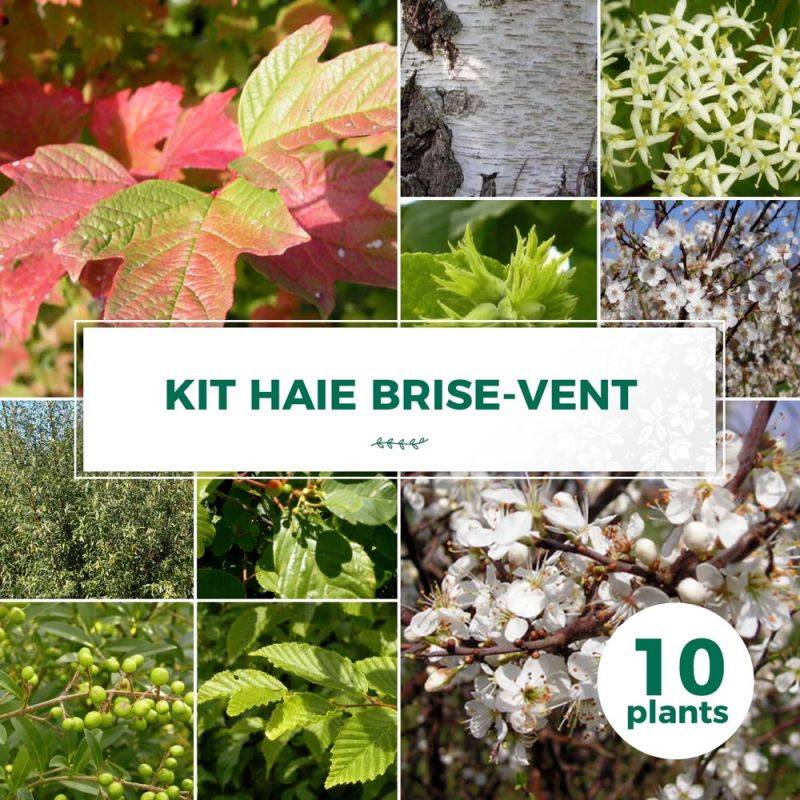Haie Brise-Vent - 10 arbustes -  - Pépinières Naudet - Imagen 1