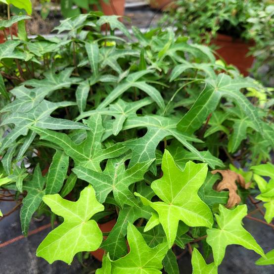 Promesse de Fleurs - Lierre commun - Hedera helix Courage Godet de 8/9 cm