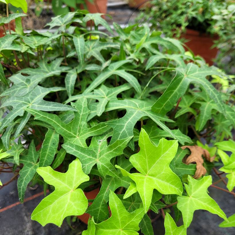 Promesse de Fleurs - Lierre commun - Hedera helix Courage Godet de 8/9 cm