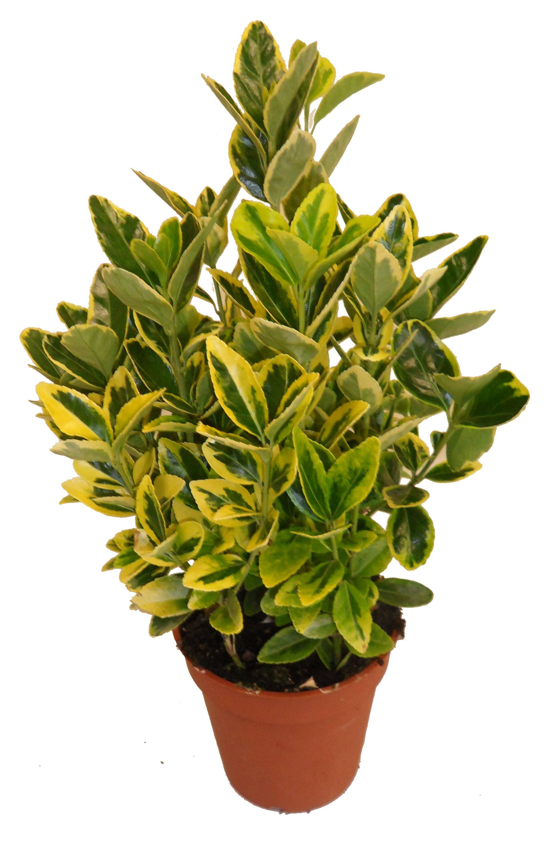 Horti-Flandre - Euonymus japonica auréa pot 13 cm