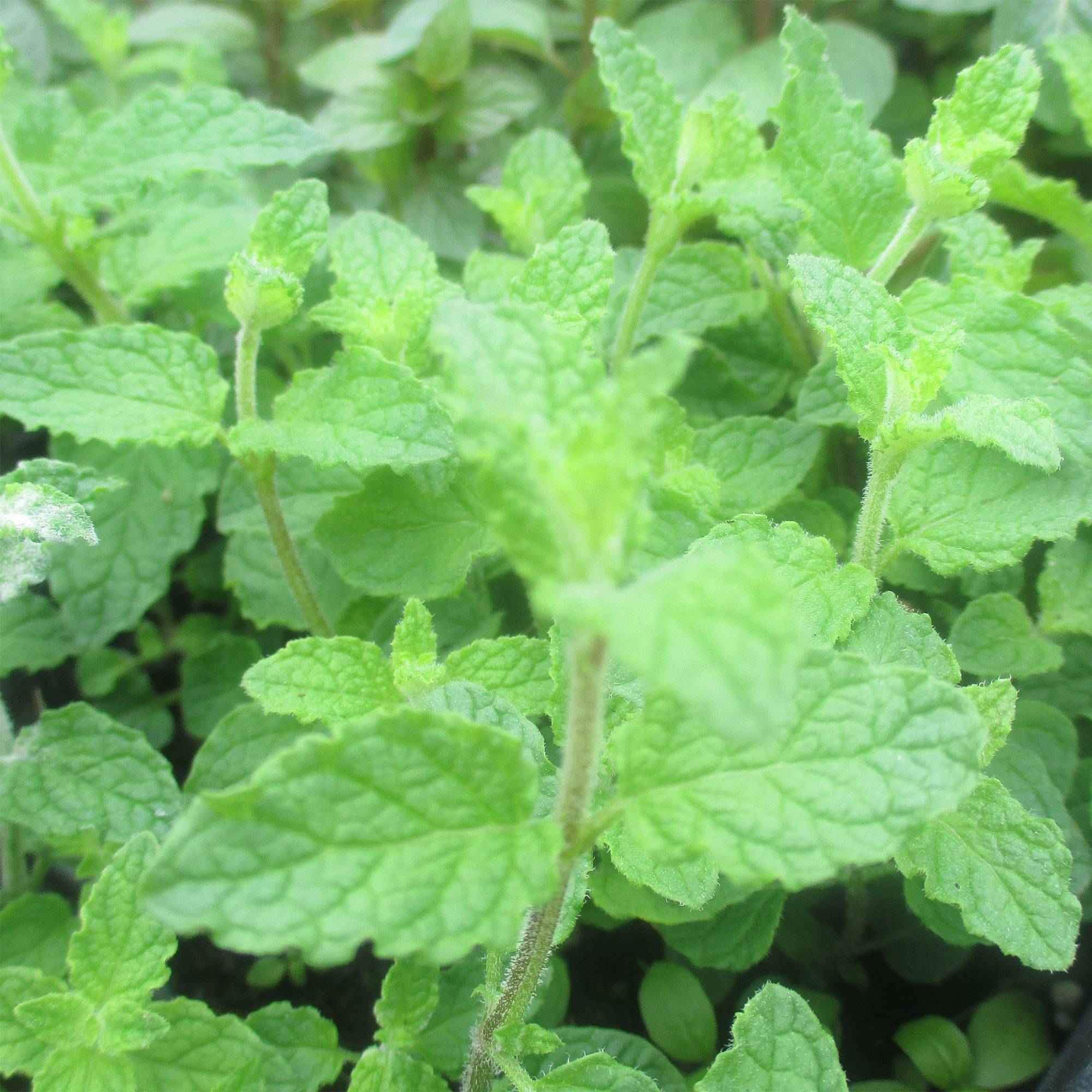 Menthe Fraise BIO - Mentha spicata Strawberry Godet de 7/8 cm