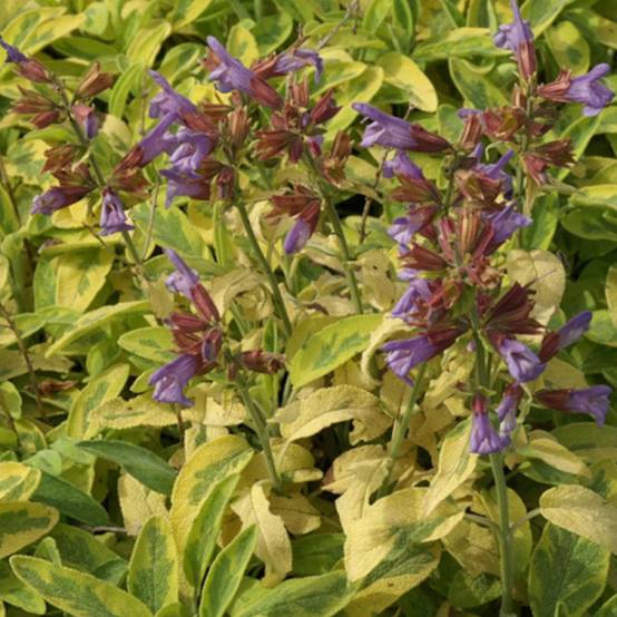 Sauge officinale Icterina à fleurs Bleue - feuillage Caduc - Godet - 5/20 cm- hauteur à maturité De 0,50 m à 1,00 m