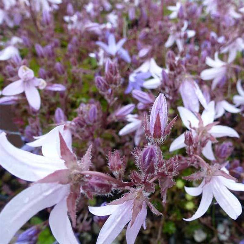 Campanula poscharskyana Lisduggan Variety - Campanule des Murets Pot de 2L/3L