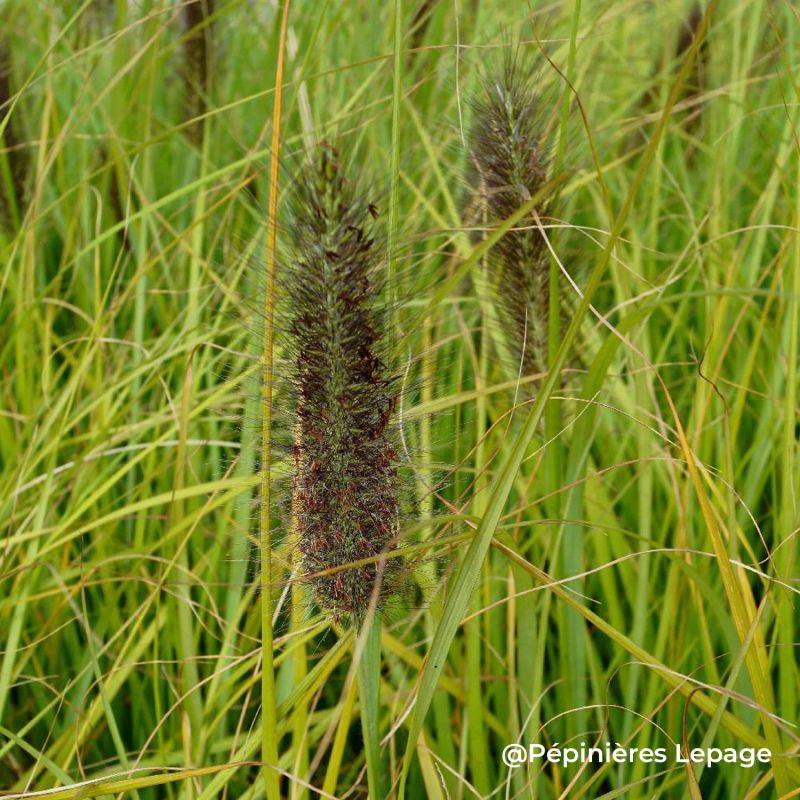 3 Herbes aux écouvillons 'Dark Desire' (Pennisetum alopecuroides 'Dark Desire') - Lot de 3 graminées - Pépinières Naudet