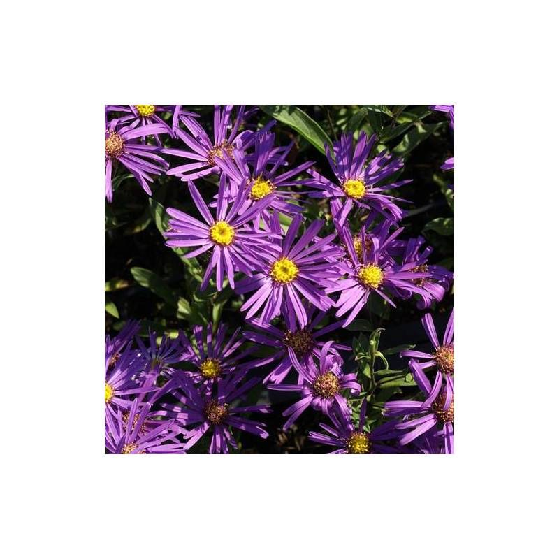 Aster d'été Veilchenkönigin à fleurs Violette/ - feuillage Caduc - Godet - 5/20 cm - Imagen 2