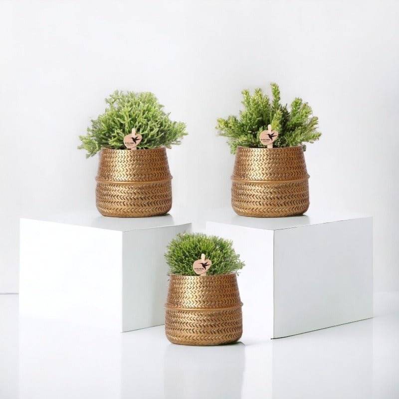 Box 3 Rhipsalis et leurs caches-pots doré - Ø9cm - plante d'intérieur- La Green Touch