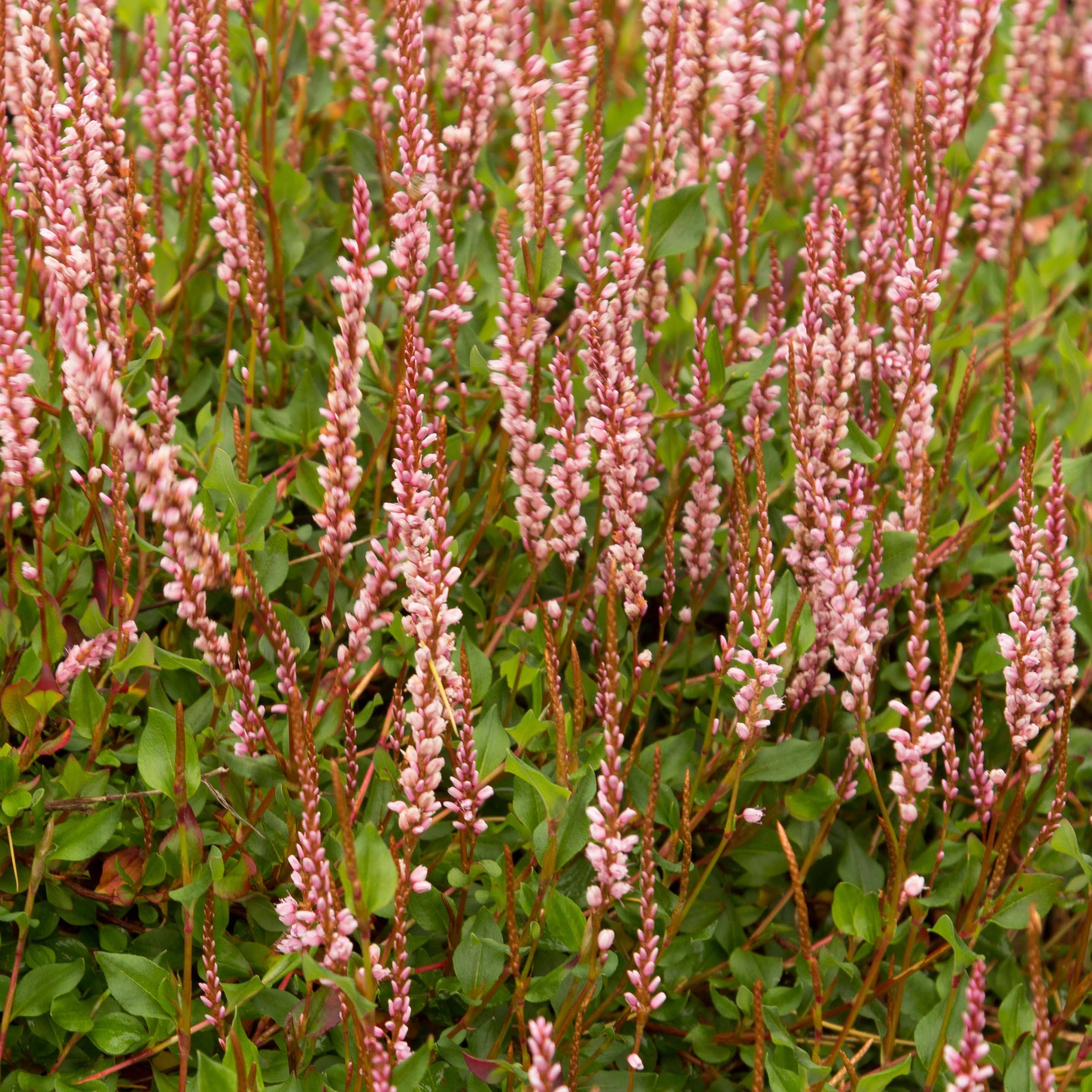 Promesse de Fleurs - Renouée rampante - Persicaria vacciniifolia Godet de 8/9 cm