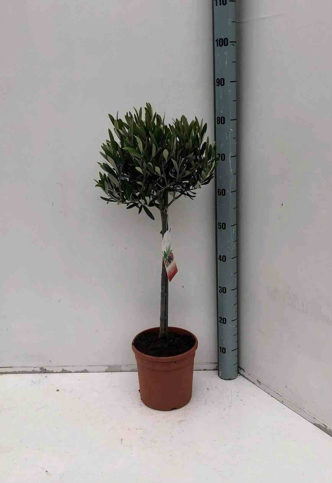 Sans Marque - Oléa europaea (Oliviers) Couleur floraison:Blanc - Taille:Pot de 40L-tronc 80/100cm - Imagen 1