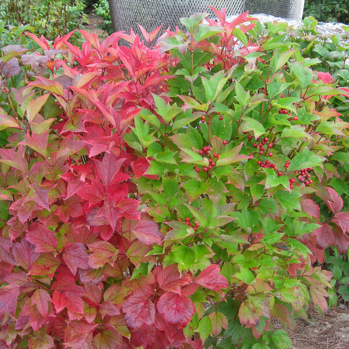 Viorne trilobée - Viburnum trilobum Spring Red Compact Pot de 3L/4L - Image 1