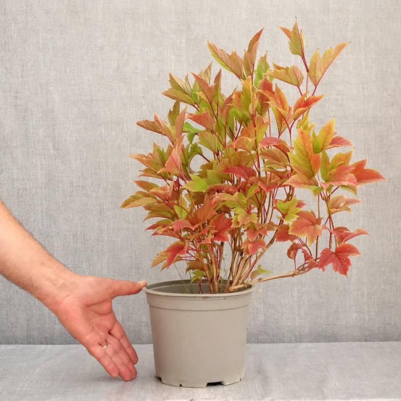 Viorne trilobée - Viburnum trilobum Spring Red Compact Pot de 3L/4L - Image 2