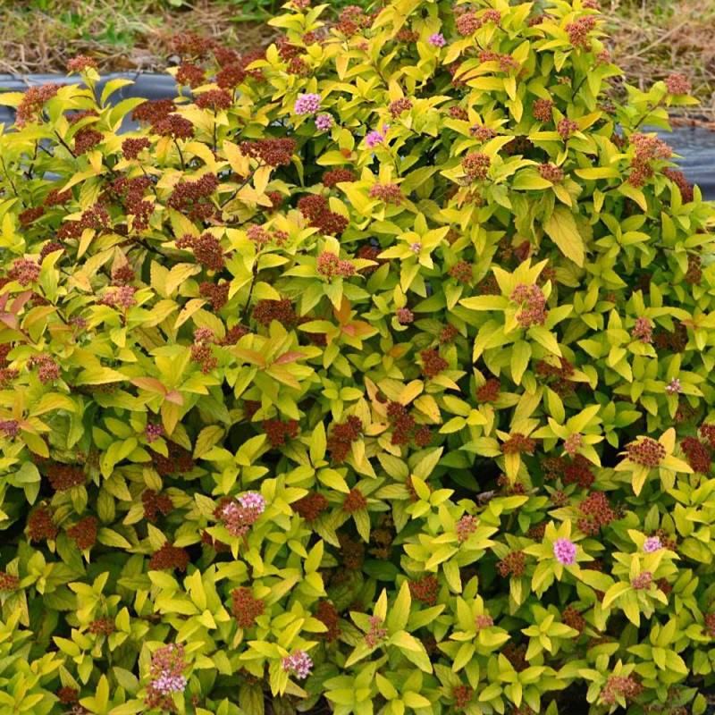 Spirée du Japon Merlo® Gold ' Davcop04', Spiraea à fleurs Rose - feuillage Caduc - Godet - 5/20 cm-  hauteur à maturité De 0,50 m à 1,00 m - Image 5