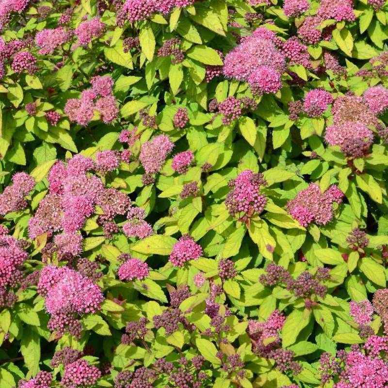 Spirée du Japon Merlo® Gold ' Davcop04', Spiraea à fleurs Rose - feuillage Caduc - Godet - 5/20 cm-  hauteur à maturité De 0,50 m à 1,00 m - Image 4