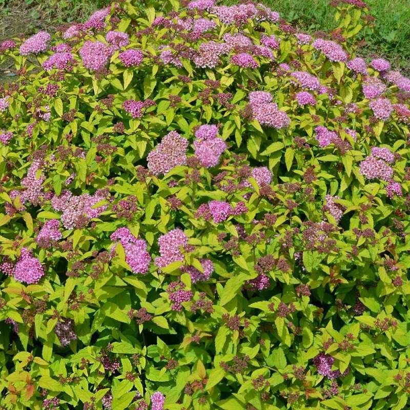 Spirée du Japon Merlo® Gold ' Davcop04', Spiraea à fleurs Rose - feuillage Caduc - Godet - 5/20 cm-  hauteur à maturité De 0,50 m à 1,00 m - Image 3