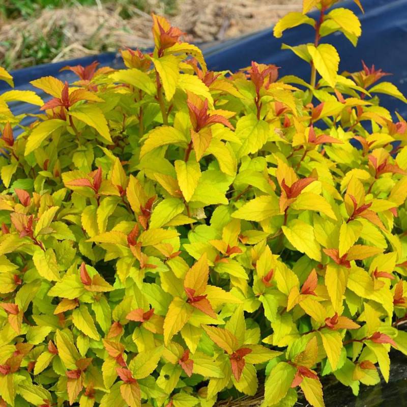 Spirée du Japon Merlo® Gold ' Davcop04', Spiraea à fleurs Rose - feuillage Caduc - Godet - 5/20 cm-  hauteur à maturité De 0,50 m à 1,00 m - Image 2