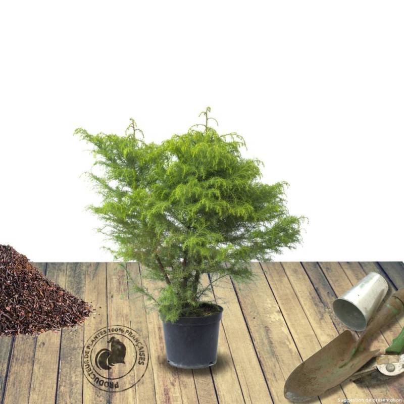 Cèdre du Japon Bandai Sugi, Cryptomeria - Pot de 5L - 40/60 cm - Image 2