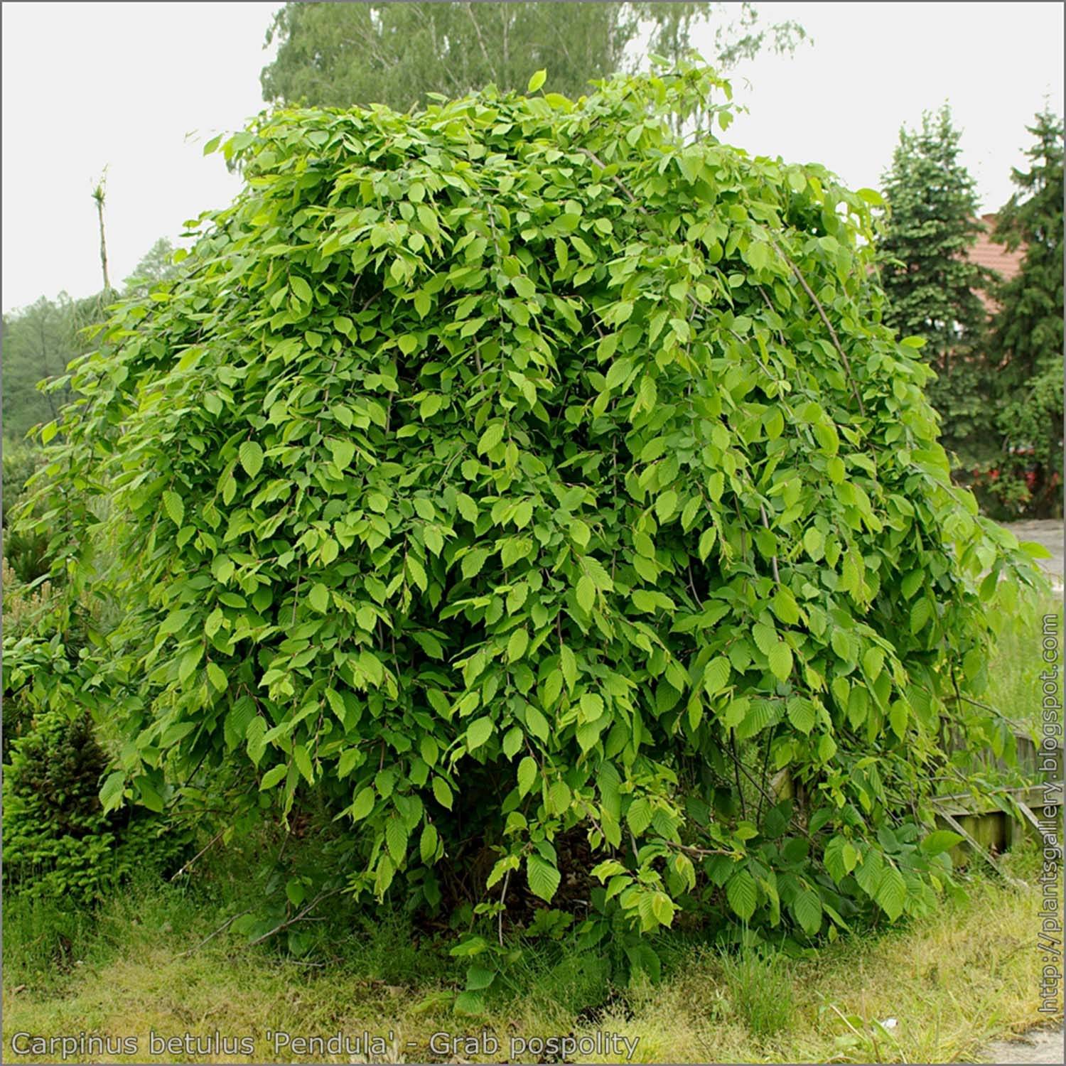 Promesse de Fleurs - Carpinus betulus Pendula - Charme commun pleureur Pot de 12L/15L, Tige