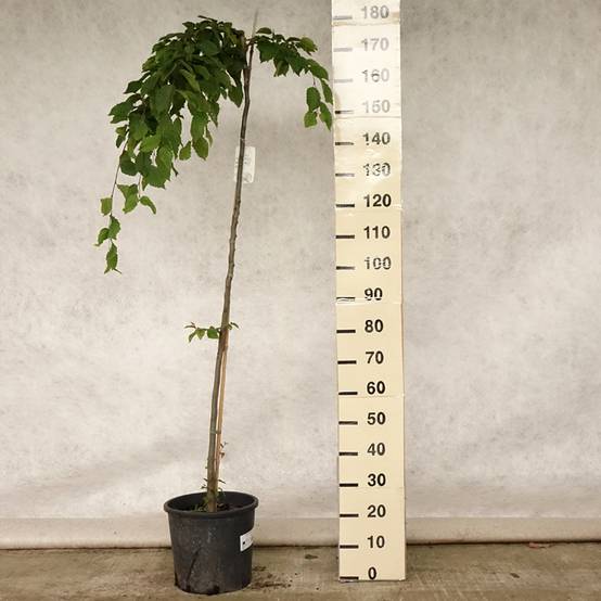 Promesse de Fleurs - Carpinus betulus Pendula - Charme commun pleureur Pot de 12L/15L, Tige - Image 2