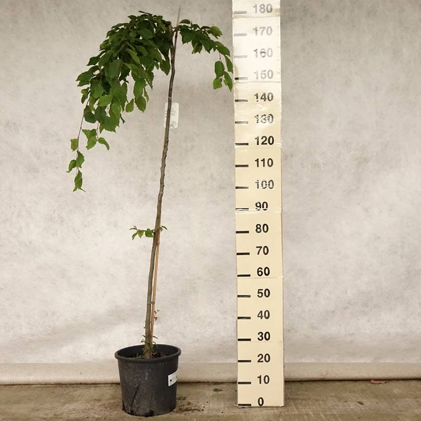 Promesse de Fleurs - Carpinus betulus Pendula - Charme commun pleureur Pot de 12L/15L, Tige - Image 2