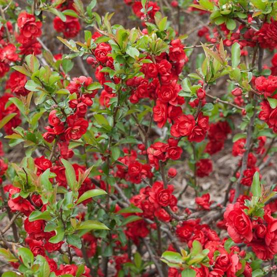 Cognassier du Japon Scarlet Storm®, Chaenomeles à fleurs Rouge - feuillage Caduc - Pot de 3L - 20/40 cm- hauteur à maturité De 3,00 m à 5,00 m - Image 1