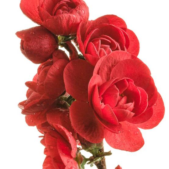Cognassier du Japon Scarlet Storm®, Chaenomeles à fleurs Rouge - feuillage Caduc - Pot de 3L - 20/40 cm- hauteur à maturité De 3,00 m à 5,00 m - Image 3