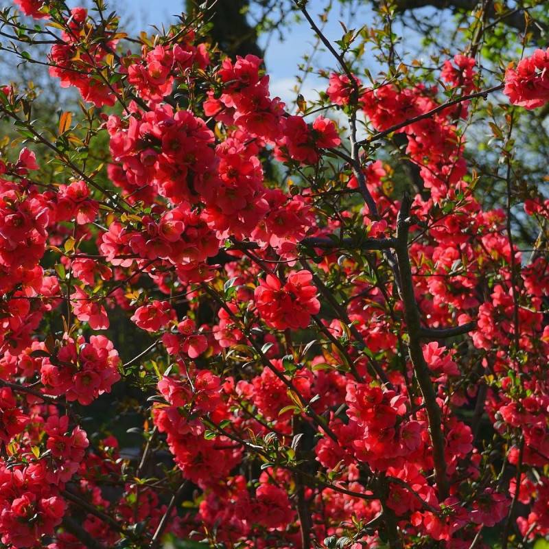 Cognassier du Japon Scarlet Storm®, Chaenomeles à fleurs Rouge - feuillage Caduc - Pot de 3L - 20/40 cm-  hauteur à maturité De 3,00 m à 5,00 m - Image 2