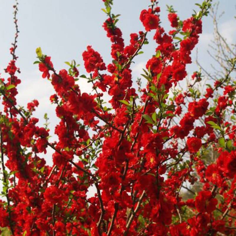 Cognassier du Japon Scarlet Storm®, Chaenomeles à fleurs Rouge - feuillage Caduc - Pot de 3L - 20/40 cm-  hauteur à maturité De 3,00 m à 5,00 m - Image 4