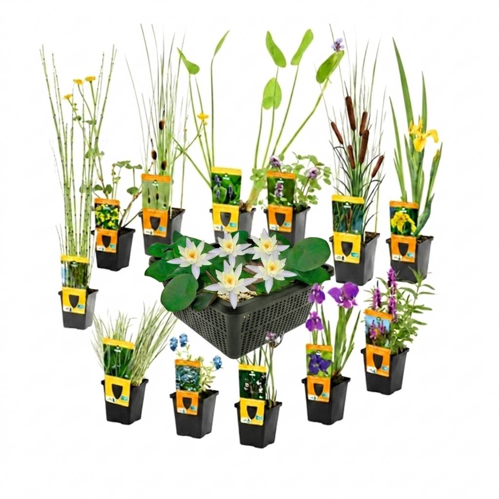 0 - Set Surprise Plantes Bassin - 12 Plantes incl. Nénuphar Blanc